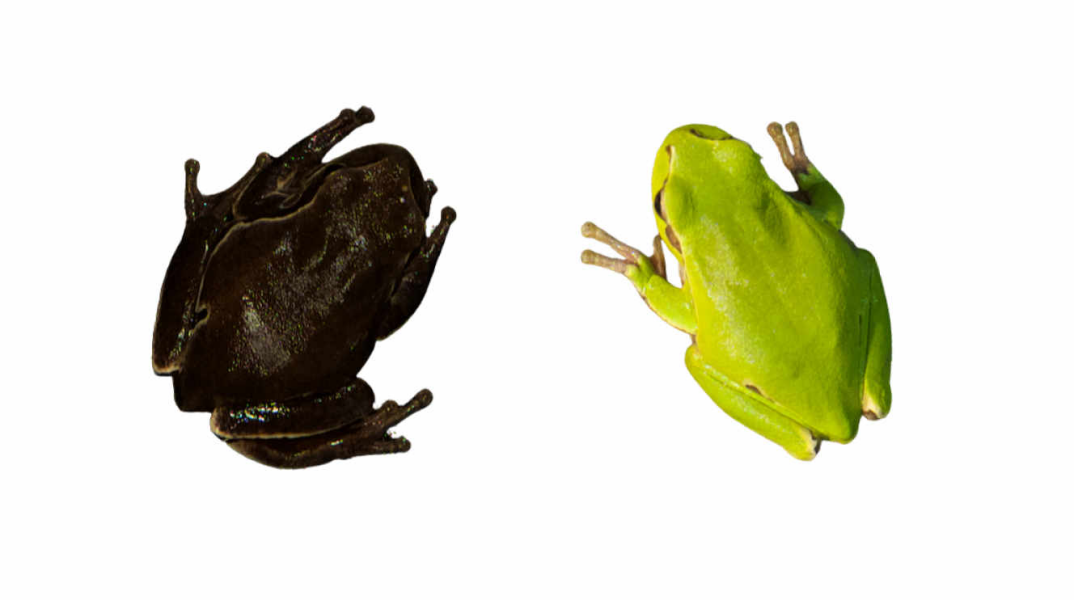 Από πράσινα τα βατράχια στο Τσέρνομπιλ έγιναν μαύρα