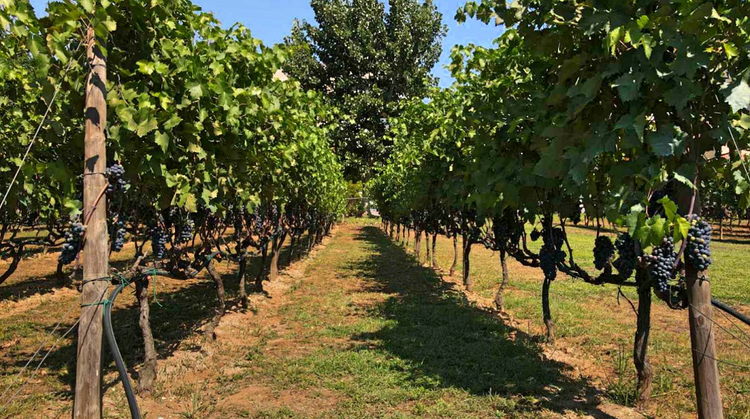 Αστικός αμπελώνας Δήμου Θεσσαλονίκης