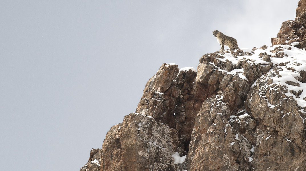 Η Λεοπάρδαλη του Χιονιού