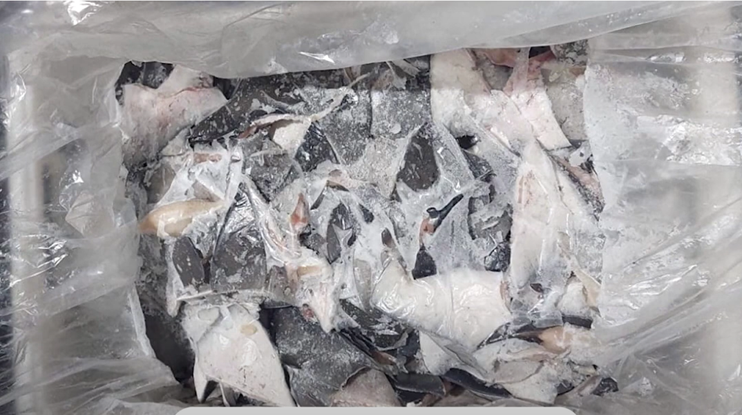 Πτερύγια καρχαρία