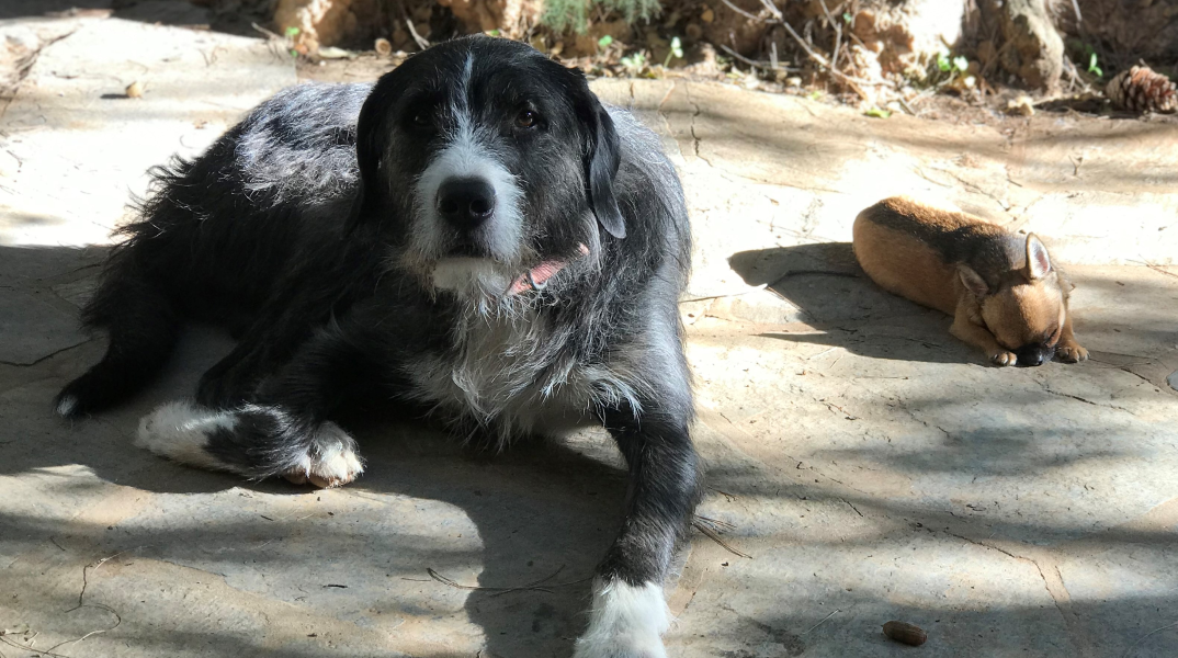 Σκύλος και θερμοπληξία: Πώς θα προστατεύσετε το κατοικίδιό σας