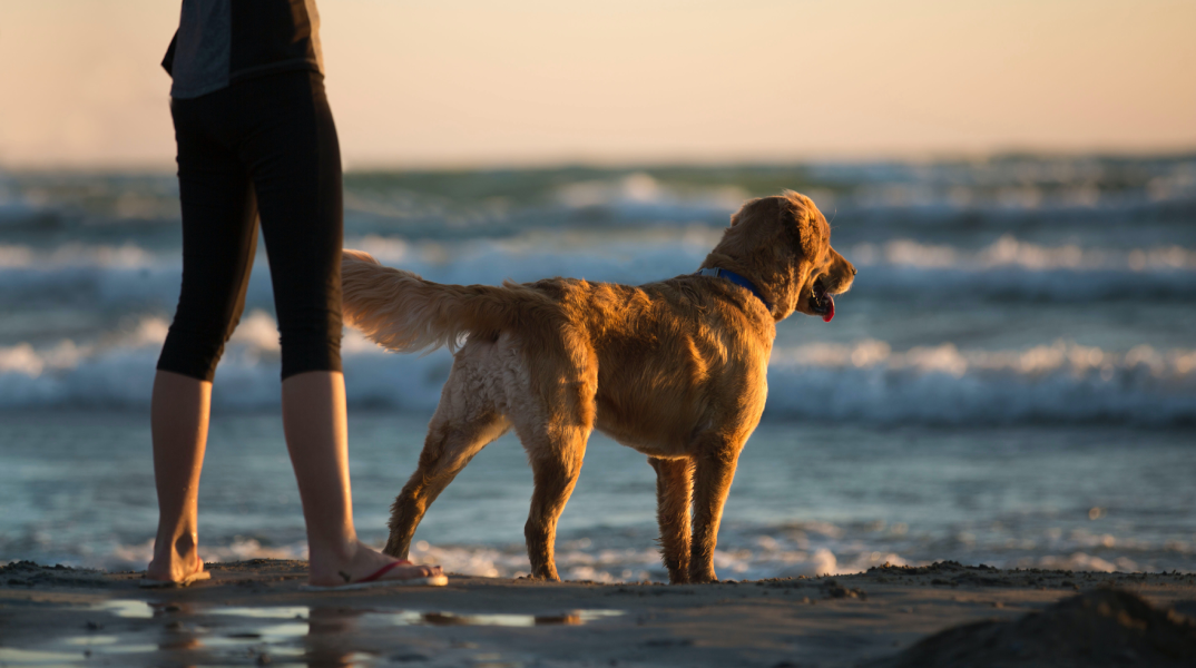 Πώς προστατεύουμε τον σκύλο μας από τη ζέστη