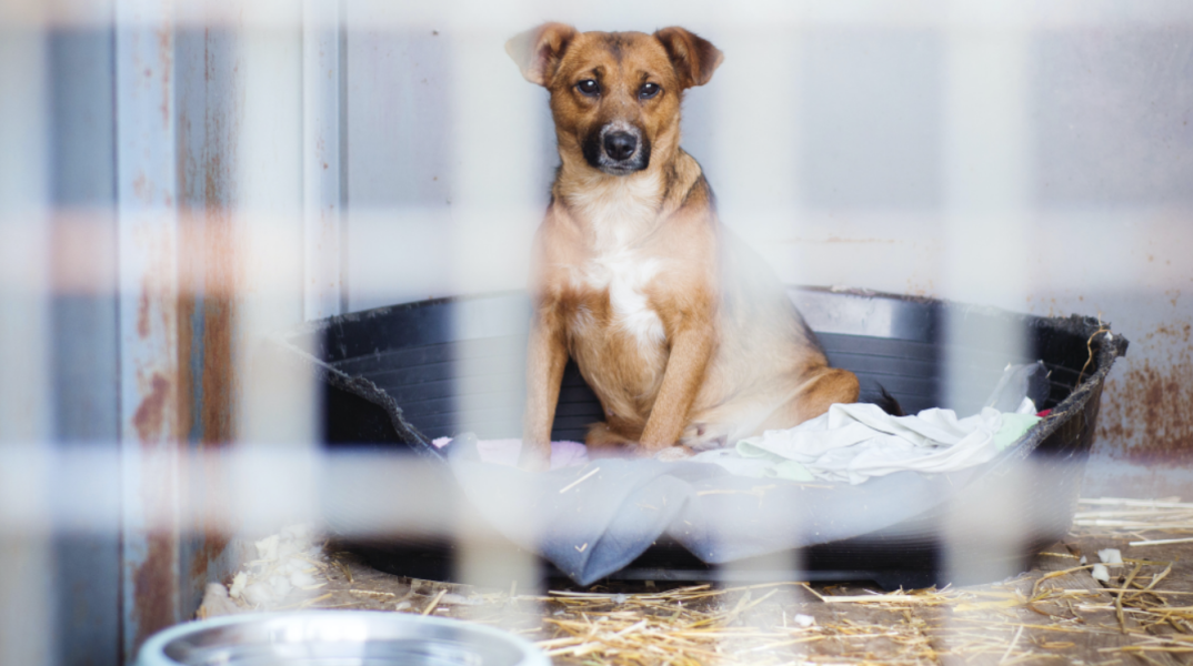 Μπόνους για την ενθάρρυνση της υιοθεσίας των εγκαταλελειμμένων ζώων στην Ιταλία