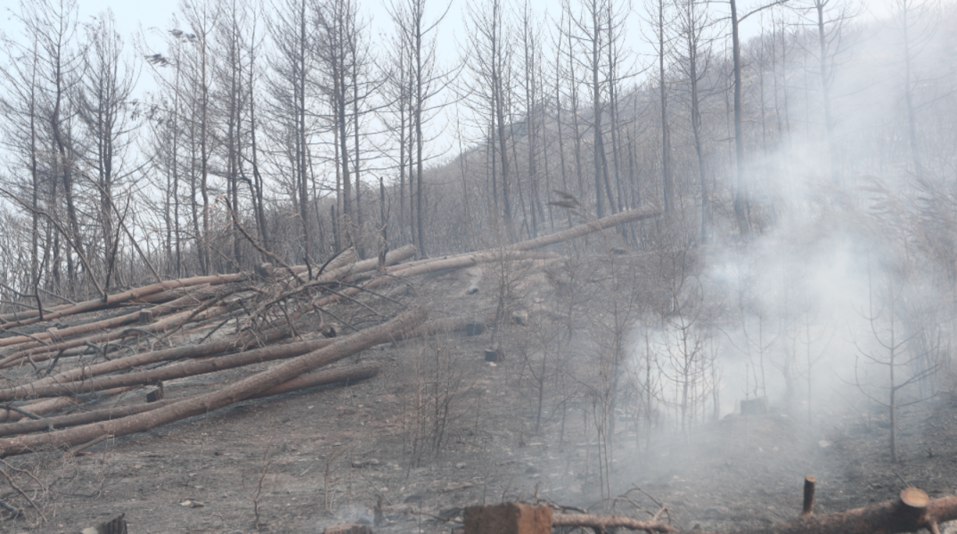 Καμένα δέντρα στον Έβρο