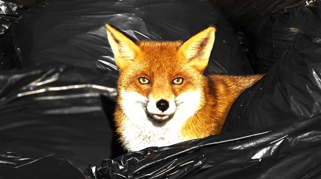 Ανακύκλωση: Η αλεπού στο παζάρι
