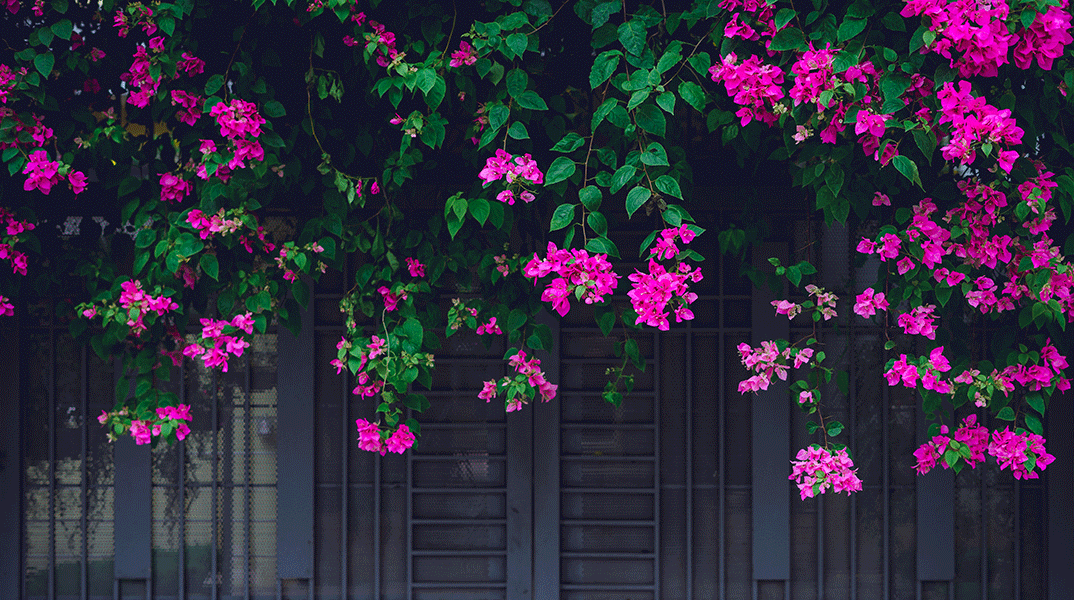 7 αναρριχώμενα φυτά, κατάλληλα για το μπαλκόνι σου