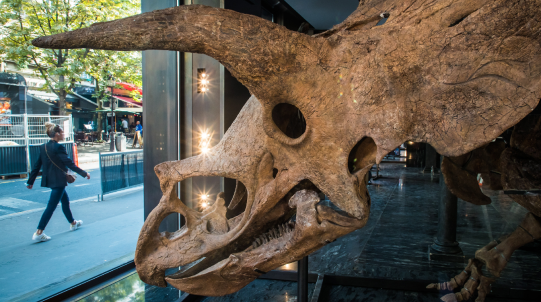 Σε δημοπρασία το κρανίο Τρικεράτωπα που έζησε πριν από 68 εκατομμύρια χρόνια