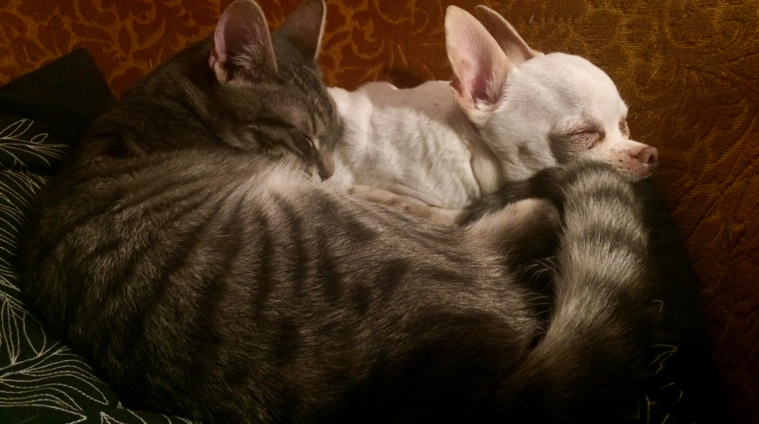 Πώς θα προστατεύσουμε τα κατοικίδιά μας από τα παράσιτα