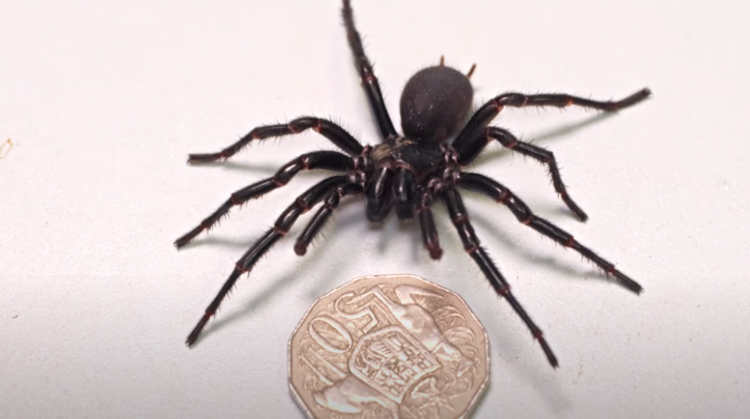 H μεγαλύτερη αρσενική και πιο δηλητηριώδης αράχνη στον κόσμο βρήκε νέο σπίτι στην Αυστραλία