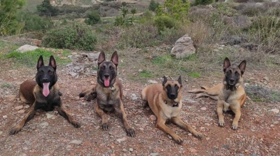 Οι σκύλοι της Anubis Coldcase K9