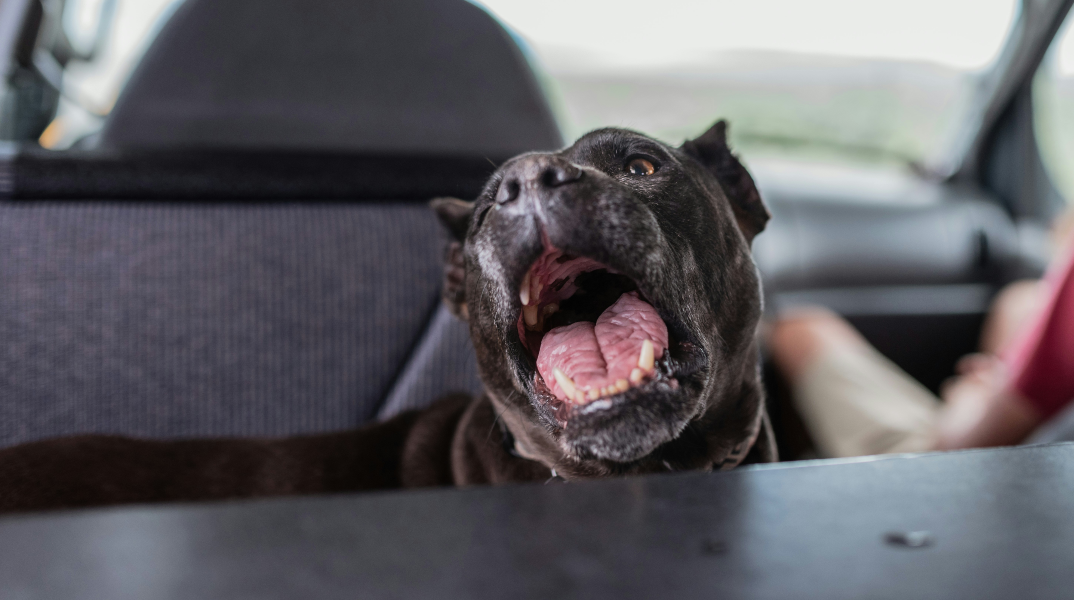 Ιταλία: 2 πίτμπουλ σκότωσαν μωρό 13 μηνών