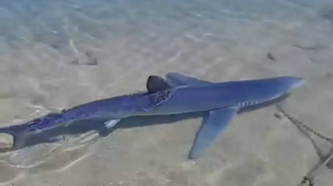 Γαλάζιος καρχαρίας κολυμπά στα ρηχά στη μαρίνα της Γλυφάδας