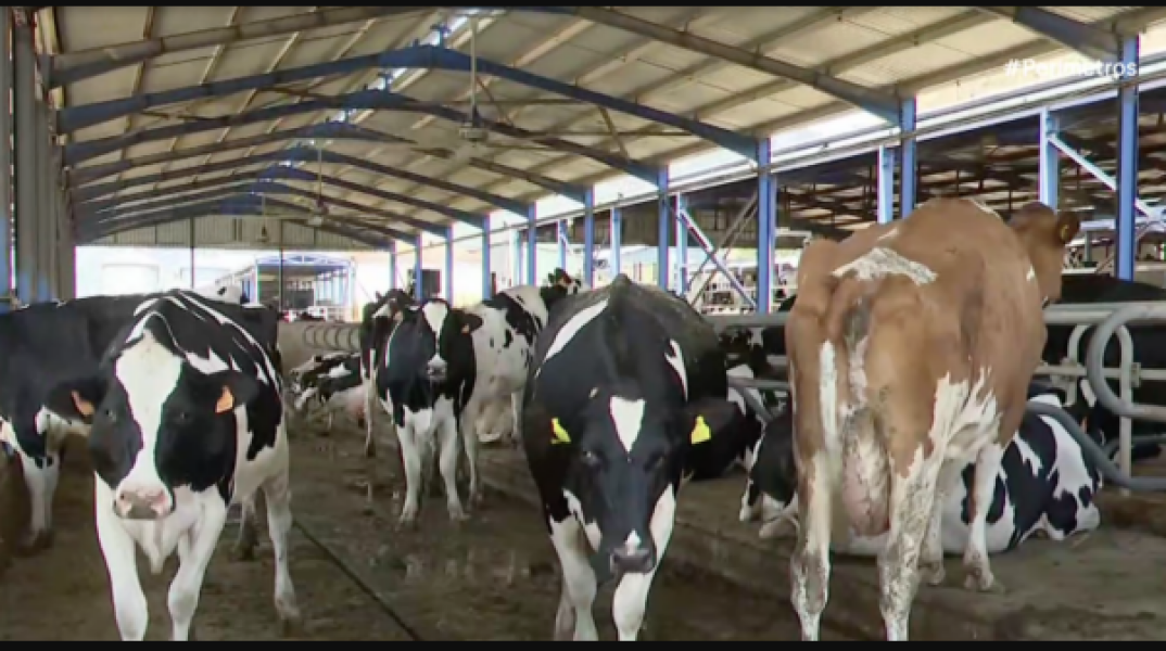 Αγελάδες στο Αργυροπούλι Τυρνάβου κοιμούνται σε στρώμα