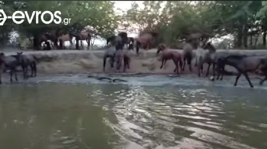 Άλογα στον Έβρο