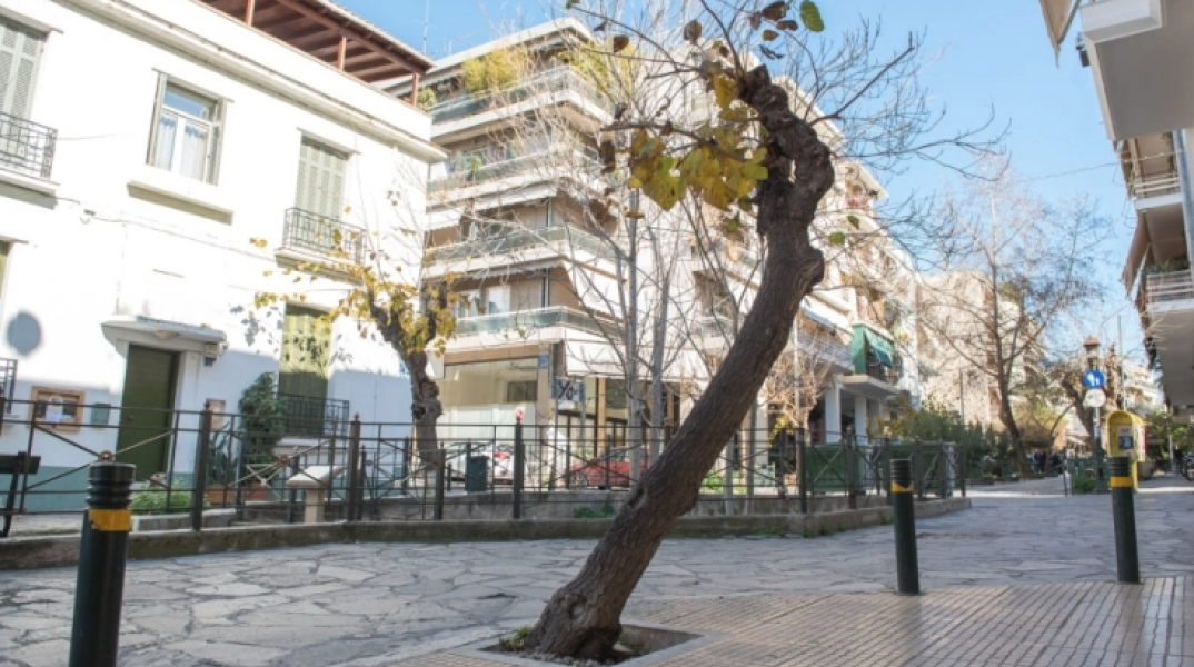 Μουριά στην Αθήνα