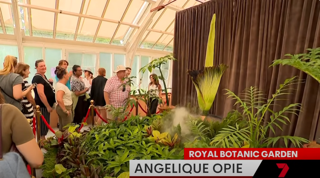 Φρενίτιδα στην Αυστραλία με το σπάνιο λουλούδι που μυρίζει σαν... πτώμα