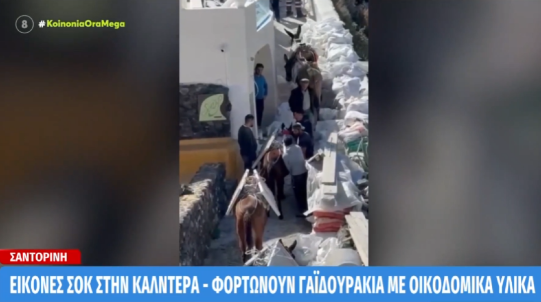Σαντορίνη: Μεταφέρουν με γαϊδουράκια οικοδομικά υλικά στην Καλντέρα