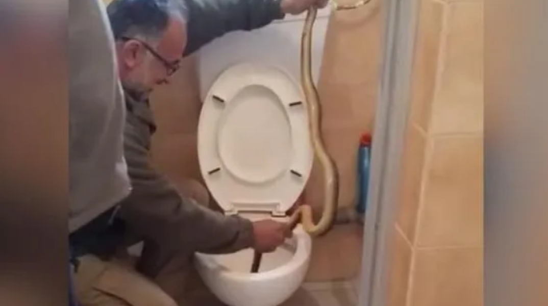 Καστοριά: Φίδι βρέθηκε μέσα σε λεκάνη τουαλέτας