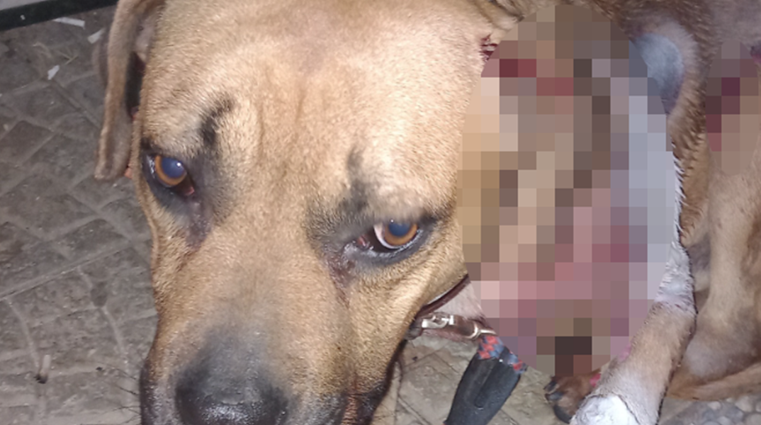 Ο σκύλος φέρει τραύματα 