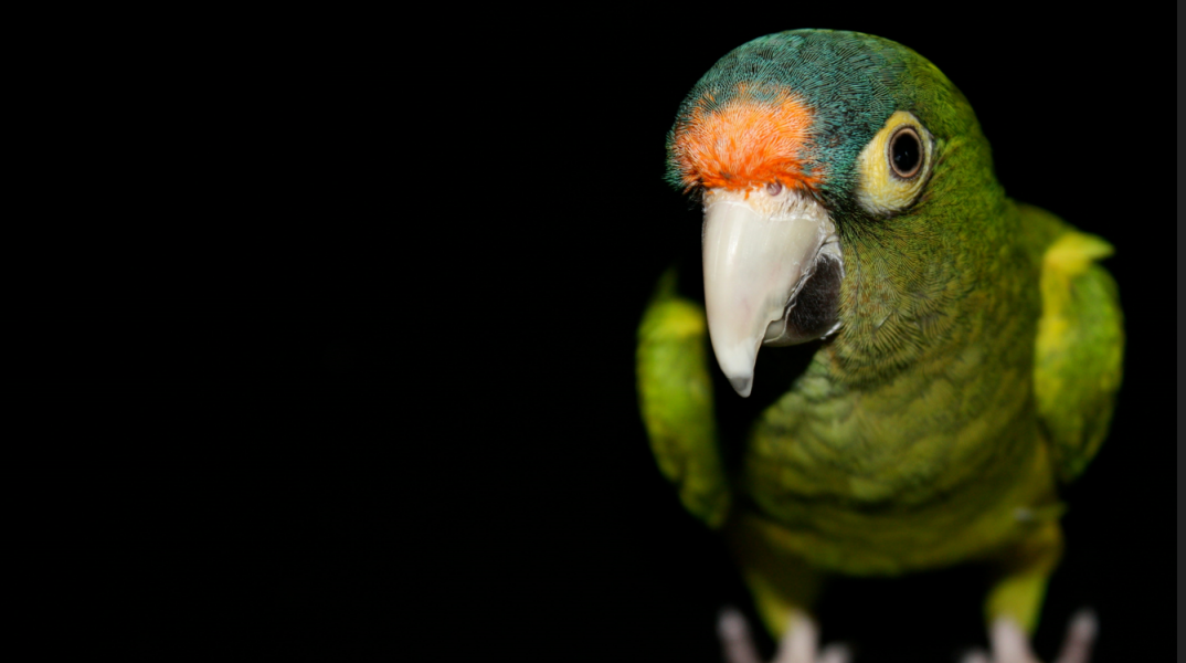 Συνελήφθη 24χρονος για κλοπές σε Νέα Ιωνία και Νέα Φιλαδέλφεια – Είχε αρπάξει μέχρι και παπαγάλο