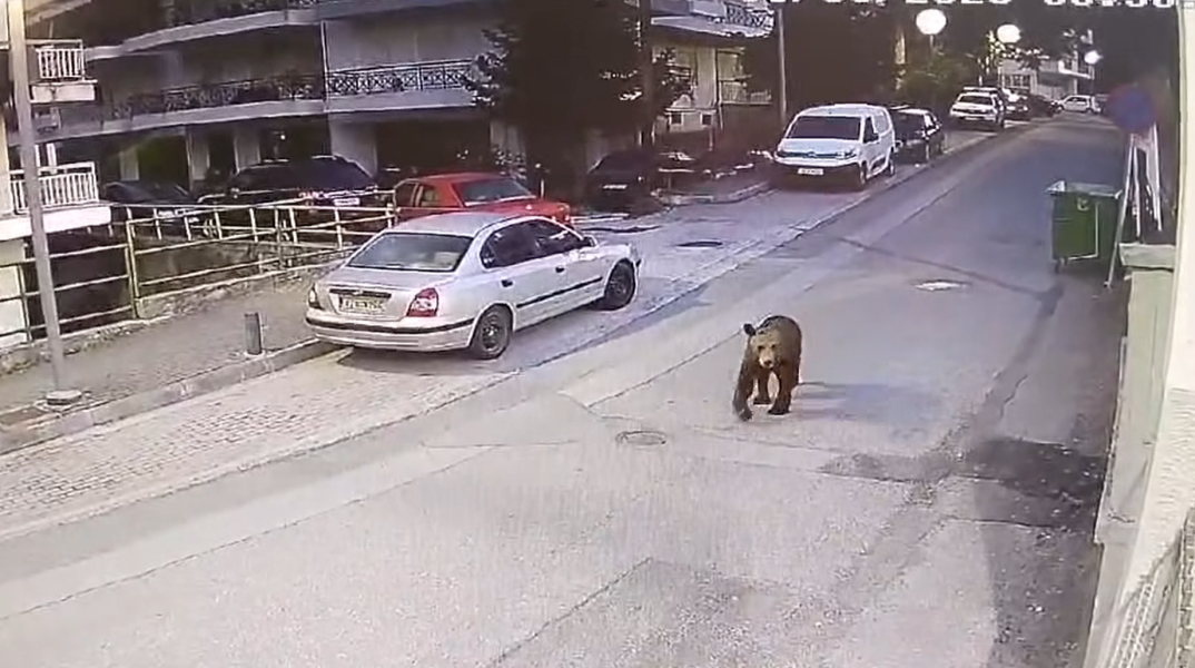 Γρεβενά: Αρκούδα κάνει βόλτα σε κεντρικό δρόμο της πόλης 