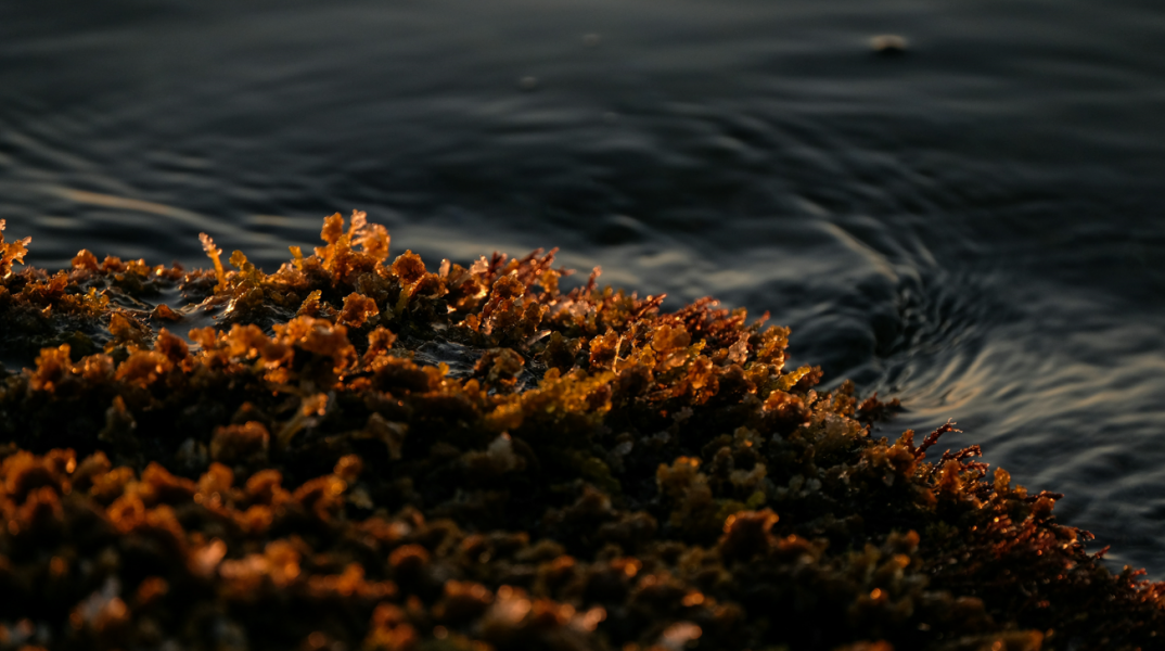 Κατακλύζεται η Καραϊβική από ρεκόρ φυκιών σαρκαζού – Απειλές για τουρισμό, υγεία και θαλάσσια οικοσυστήματα