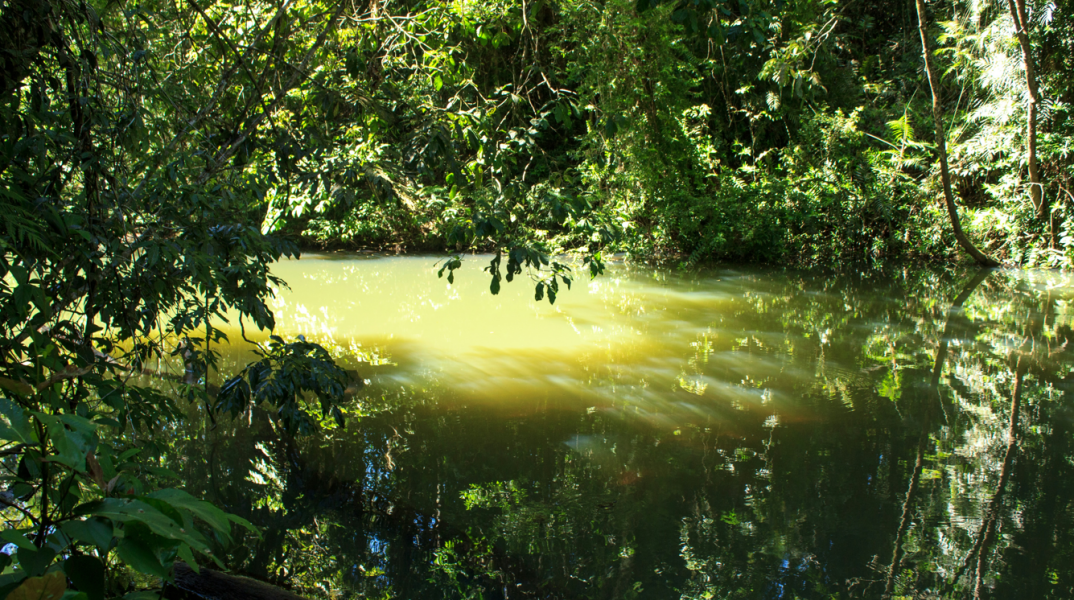 Νεκροί ελέφαντες και επιθετικά θαλάσσια λιοντάρια: πώς οι τοξικές ανθίσεις φυκών βλάπτουν τον πλανήτη