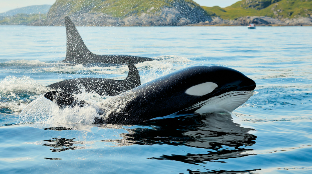 Φάλαινες όρκες χρησιμοποιούν φύκια ως εργαλεία περιποίησης  – Πώς παρατηρήθηκε η μοναδική αυτή συμπεριφορά στον θαλάσσιο κόσμο