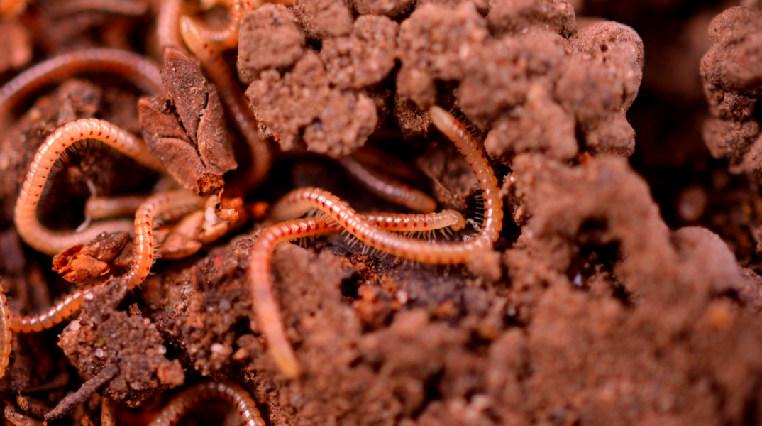 Έντομα αντί κρέατος