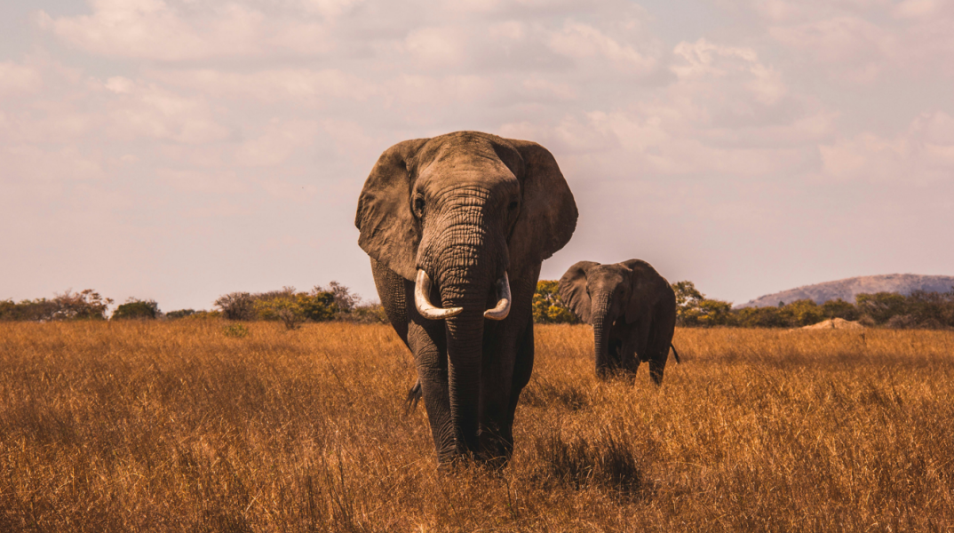 Τραγωδία στη Ζάμπια: Θηλυκός ελέφαντας σκότωσε δύο τουρίστριες σε σαφάρι
