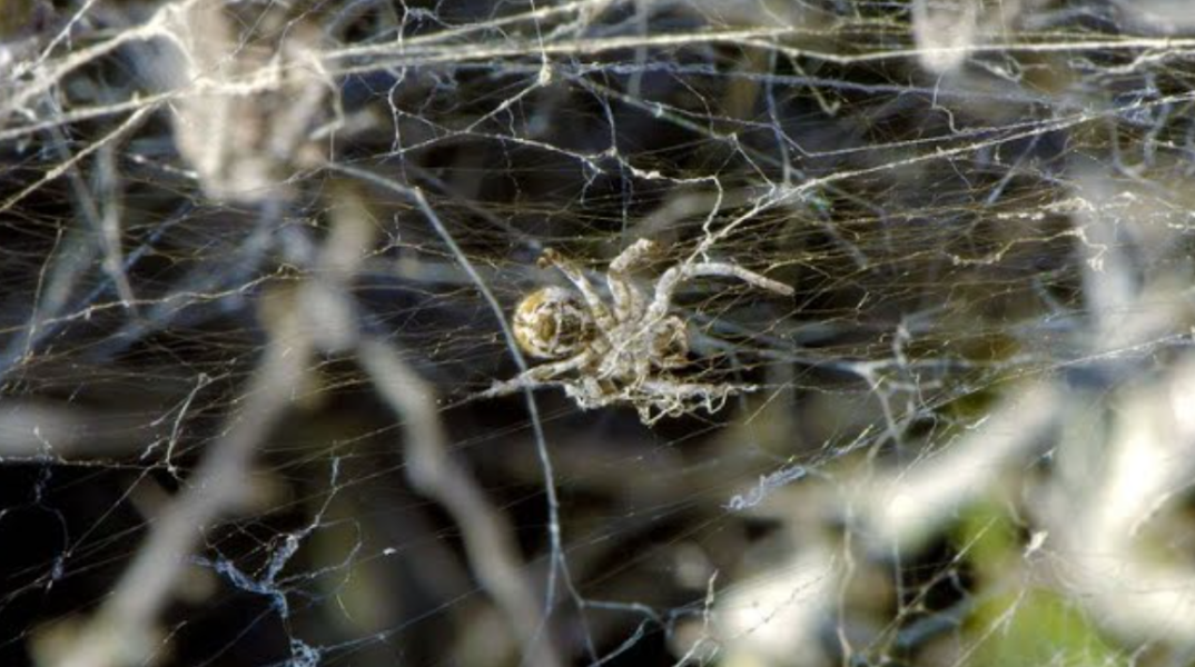 Σοκαριστική σκηνή στη νέα σειρά του Ντέιβιντ Ατένμπορο: Αράχνες τρώνε τις μητέρες τους για να επιβιώσουν