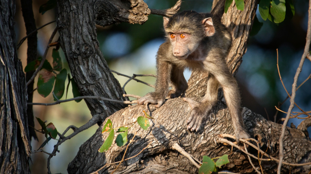 Θύελλα αντιδράσεων για ζωολογικό κήπο στη Γερμανία - Θανάτωσαν 12 μπαμπουίνους λόγω υπερπληθυσμού
