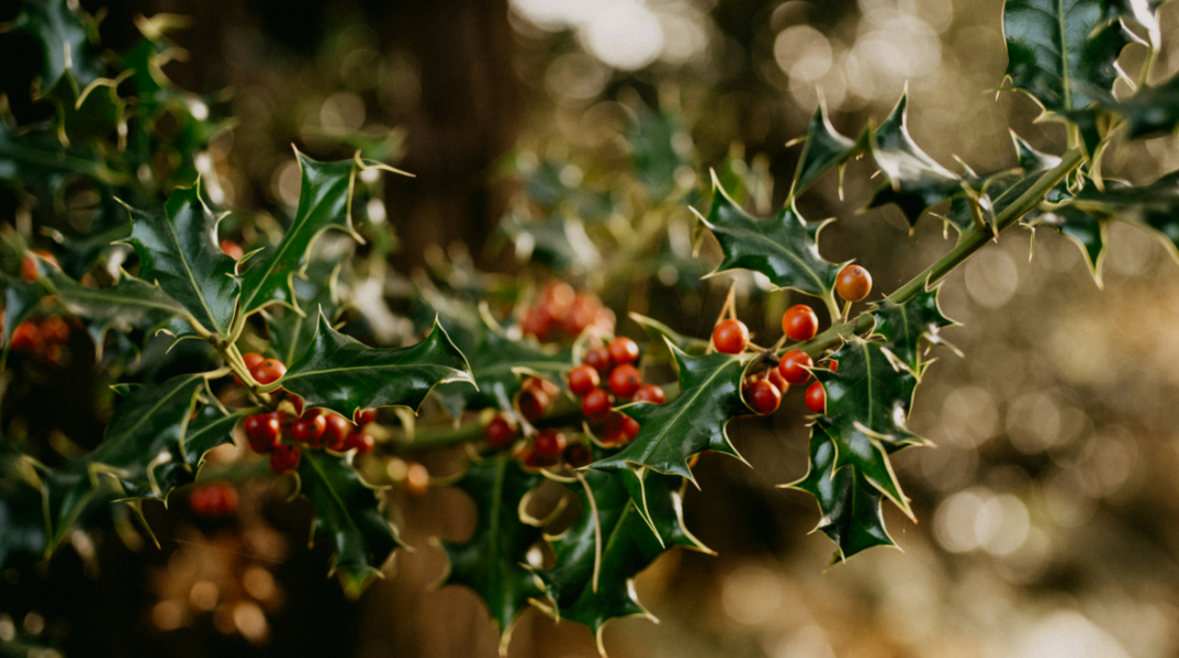 Γιατί οι Αυστραλοί γιορτάζουν δύο φορές τα Χριστούγεννα; - Τι είναι το "Christmas in July"