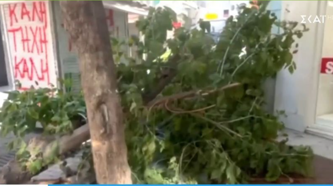 Πτώση δέντρου στην Ερμού
