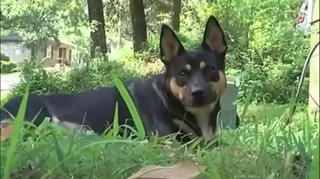 Σκύλος στην Αλαμπάμα επιστρέφει σπίτι του κουβαλώντας ανθρώπινα λείψανα εδώ και έναν χρόνο 