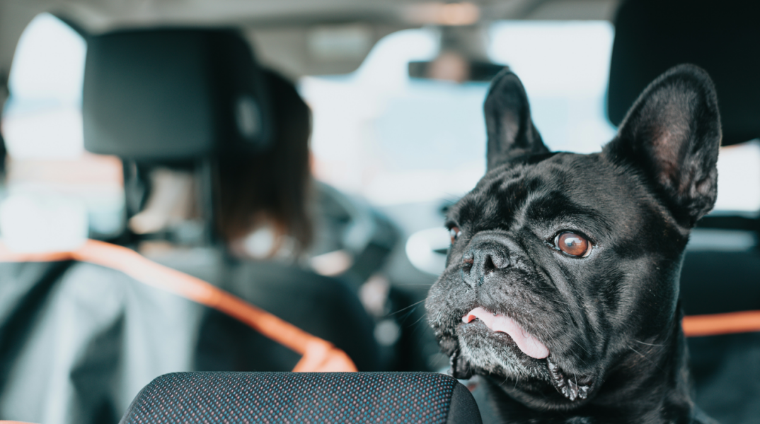 Συνελήφθη 60χρονη στη Θεσσαλονίκη που άφησε τον σκύλο της στο αυτοκίνητο με κλειστά παράθυρα - Της επιβλήθηκε και πρόστιμο