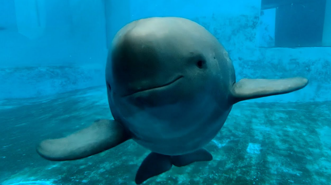 Το δελφίνι γίνεται σύμβολο ζωής για τον μεγαλύτερο ποταμό της Κίνας