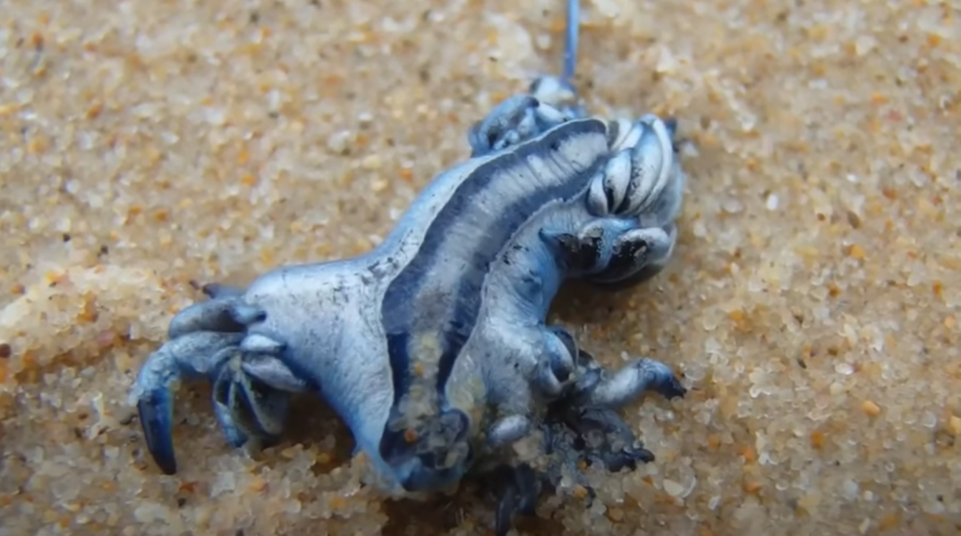 Μπλε δράκος