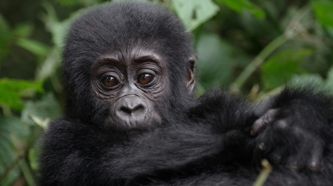 Μωρό γορίλα που σώθηκε από λαθρεμπόρους επιστρέφει στο σπίτι του