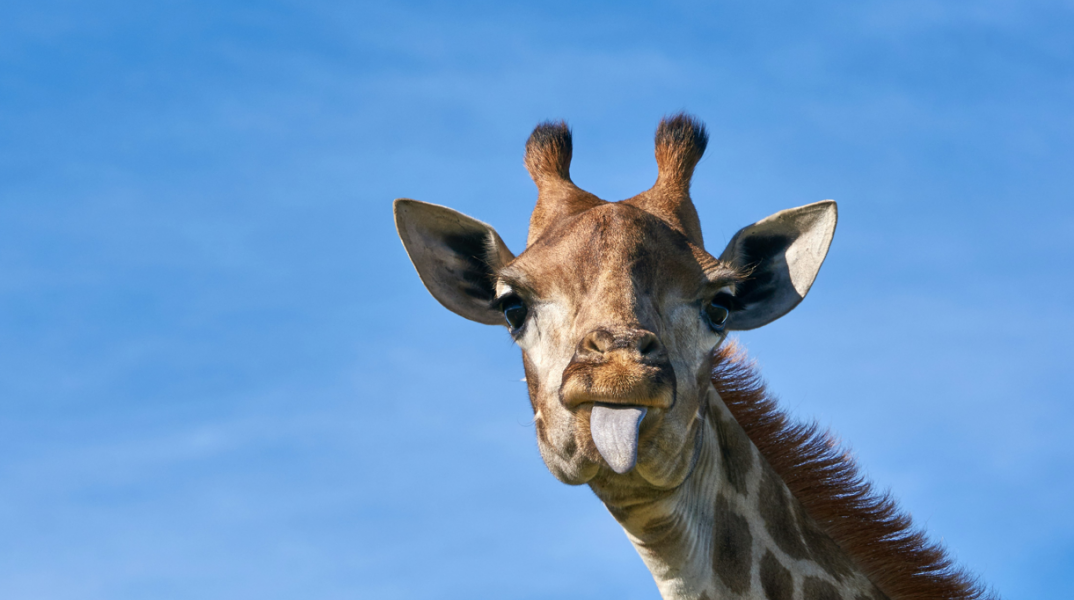 Τεράστια ανατροπή με τις καμηλοπαρδάλεις - Τελικά δεν είναι ένα είδος, αλλά τέσσερα - Η ανατροπή που προέκυψε μετά από μελέτη