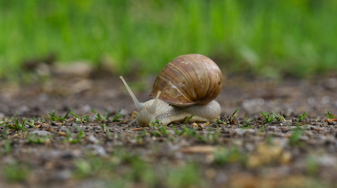 Εθνική καμπάνια στη Νέα Ζηλανδία για να βρεθεί ταίρι στο σπάνιο αριστερόστροφο σαλιγκάρι Νεντ