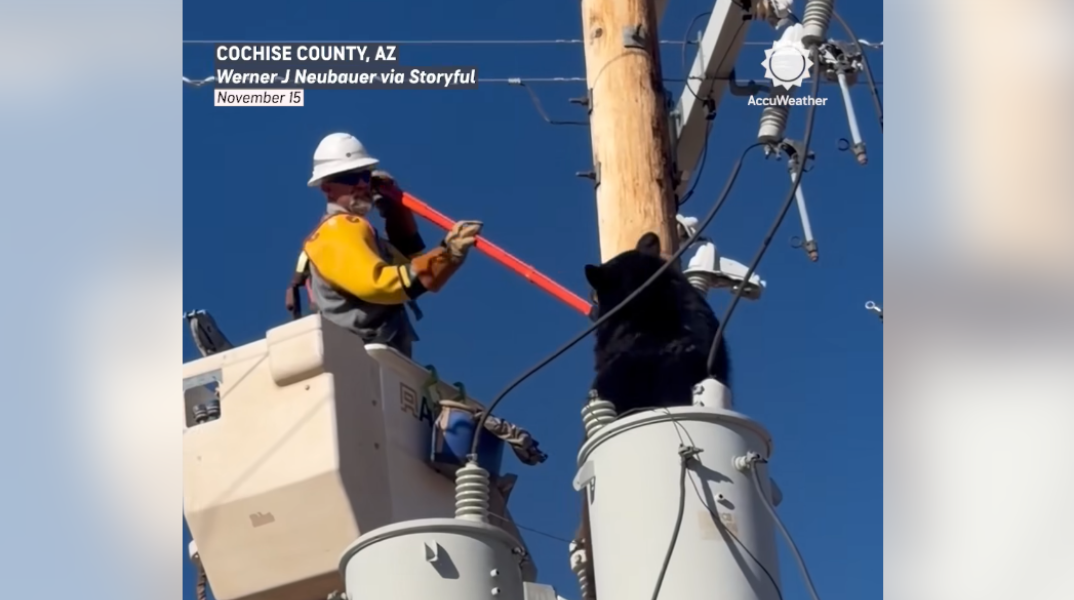 Τεχνικός έσωσε αρκούδα που είχε σκαρφαλώσει σε κολώνα ηλεκτροδότησης στην Αριζόνα
