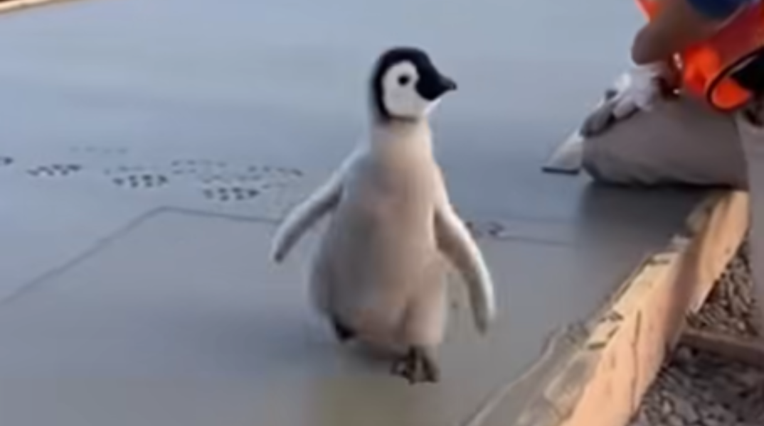 Μικρές πατημασιές ενός γλυκού πιγκουίνου σε φρέσκο μπετόν χάρισαν ένα χαμόγελο στους εργάτες