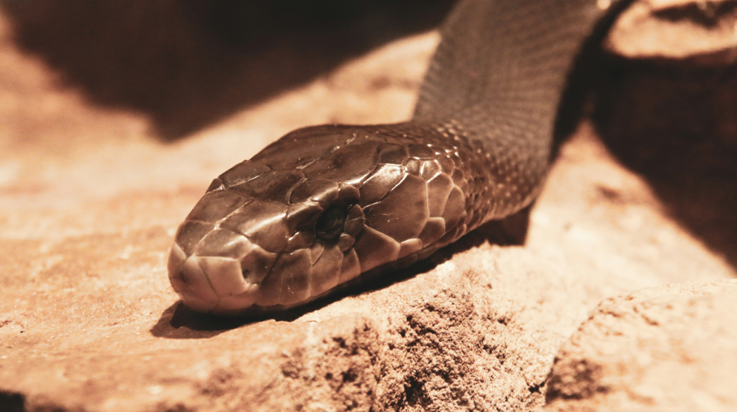 Κεντάκι: Έσωσαν άνθρωπο από δηλητηριώδες φίδι και τώρα απειλούνται με κυρώσεις