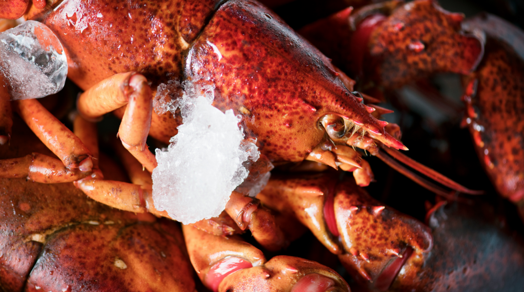 Μπαράζ κλοπών… θαλασσινών στη Νέα Αγγλία των ΗΠΑ: Κλάπηκαν αστακοί αξίας 400.000$, καβούρια και στρείδια