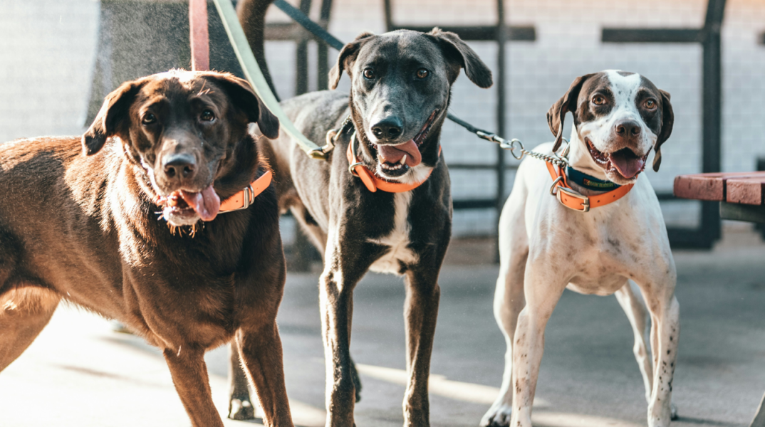 Βόλος: Θύμα επίθεσης από αδέσποτα σκυλιά 60χρονος που πήγε για τρέξιμο στη Γορίτσα - Τι δήλωσε μετά το συμβάν