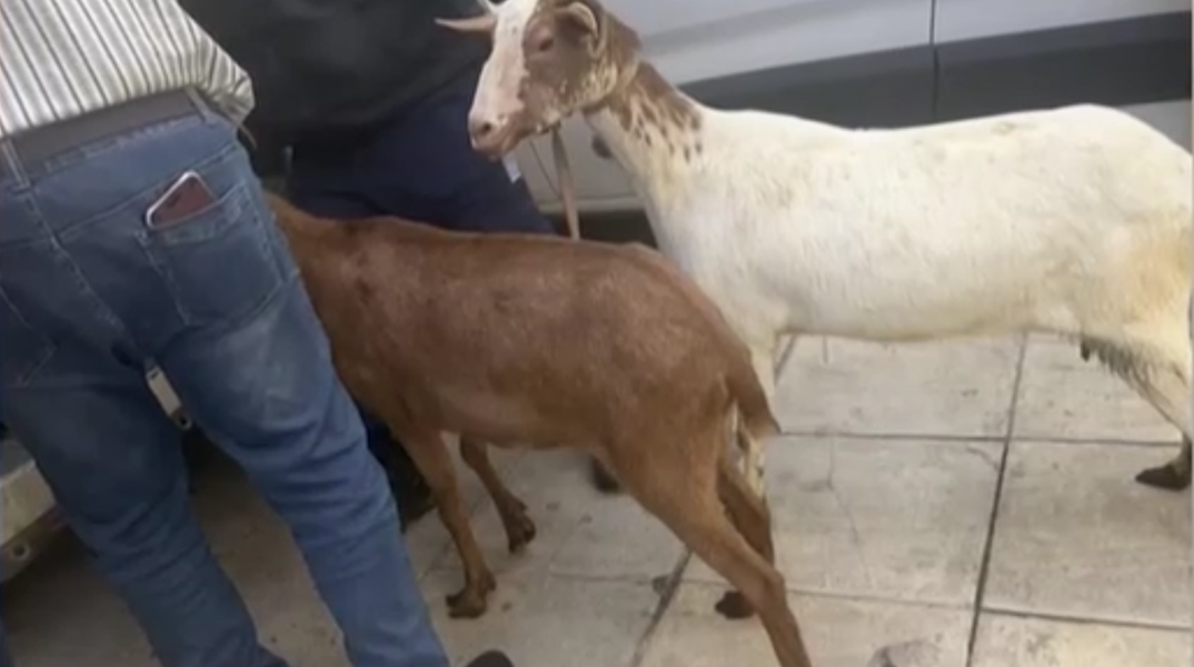 Κατσίκια που βρίσκονταν στην πολυκατοικία στους Αμπελόκηπους