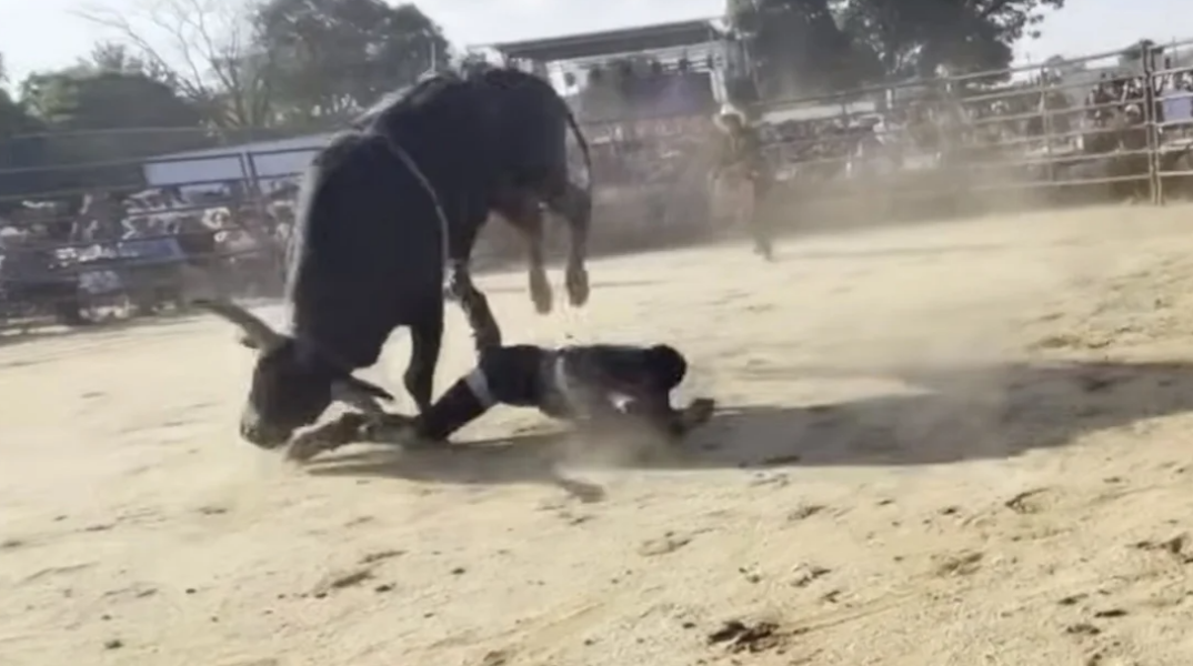 rodeo