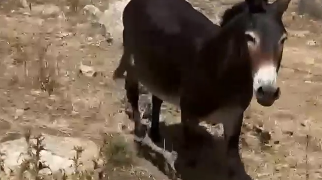 Γαϊδουράκι με δεμένα πόδια κάτω από τον ήλιο σε χωράφι στη Μύκονο