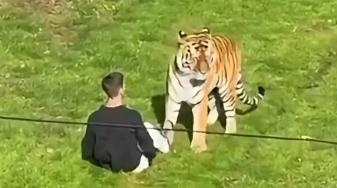 tigrhs__1_